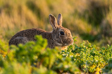 Lapin de garenne ou Lapin commun (Oryctolagus cuniculus)