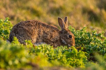 Lapin de garenne ou Lapin commun (Oryctolagus cuniculus)