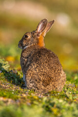 Lapin de garenne ou Lapin commun (Oryctolagus cuniculus)