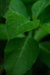 雨の日の葉っぱ