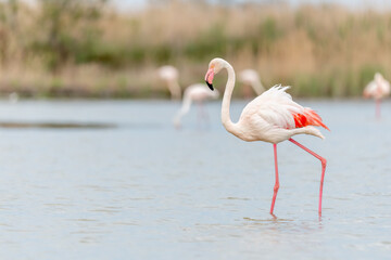 Greater Flamingo (Phoenicopterus roseus) in a swamp in spring.