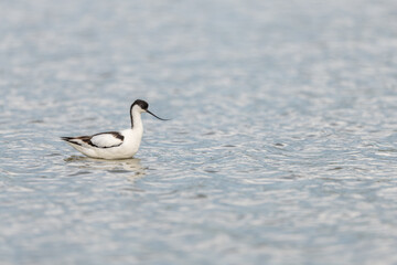 Pied Avocet (Recurvirostra avosetta) in a Camargue pond.