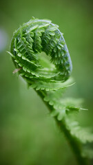 Fototapeta na wymiar green fern leaf