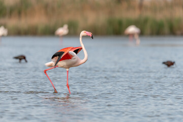 Greater Flamingos (Phoenicopterus roseus) landing in a Camargue pond in spring.