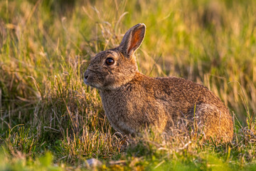 Lapin de garenne ou Lapin commun (Oryctolagus cuniculus)