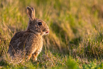 Lapin de garenne ou Lapin commun (Oryctolagus cuniculus)