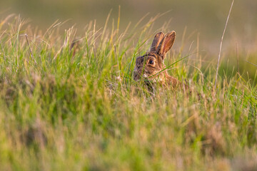 Lapin de garenne ou Lapin commun (Oryctolagus cuniculus)