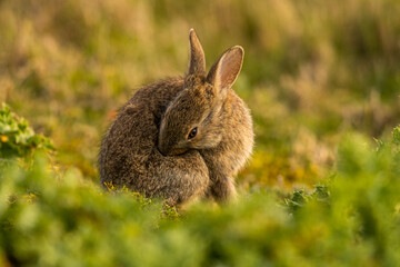 Lapin de garenne ou Lapin commun (Oryctolagus cuniculus)