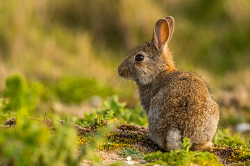 Lapin de garenne ou Lapin commun (Oryctolagus cuniculus)