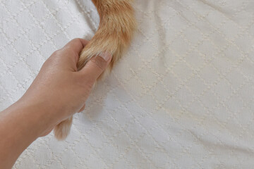Hand pulling a cat's tail,  The concept shows what you should not do to a cat, pulling their tails...