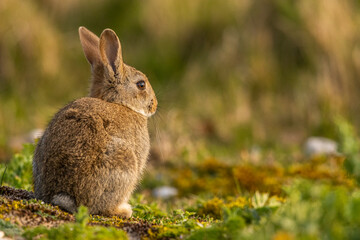 Lapin de garenne ou Lapin commun (Oryctolagus cuniculus)