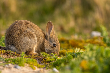Lapin de garenne ou Lapin commun (Oryctolagus cuniculus)