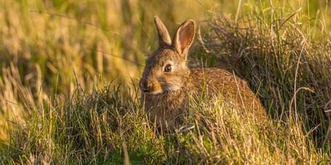 Lapin de garenne ou Lapin commun (Oryctolagus cuniculus)