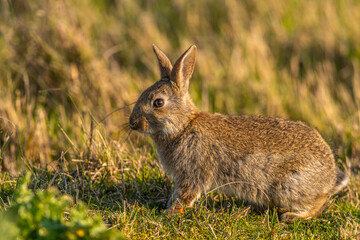 Fototapeta premium Lapin de garenne ou Lapin commun (Oryctolagus cuniculus)