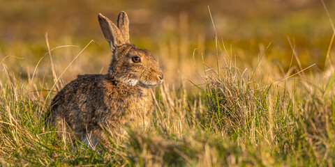 Lapin de garenne ou Lapin commun (Oryctolagus cuniculus)