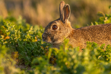 Lapin de garenne ou Lapin commun (Oryctolagus cuniculus)