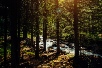 Obraz premium Forest river landscape in Altai mountains, Siberia. Long exposure on a rapid stream flowing through rocks trees.