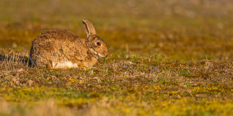 Lapin de garenne ou Lapin commun (Oryctolagus cuniculus)