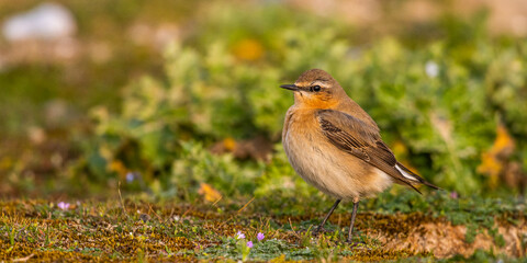 Traquet motteux (Oenanthe oenanthe - Northern Wheatear)