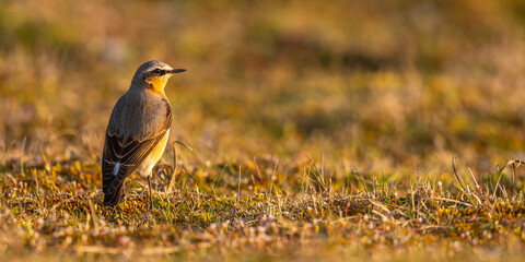 Traquet motteux (Oenanthe oenanthe - Northern Wheatear)
