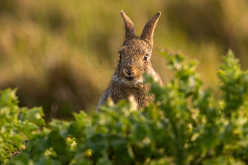 Lapin de garenne ou Lapin commun (Oryctolagus cuniculus)