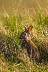 Lapin de garenne ou Lapin commun (Oryctolagus cuniculus)
