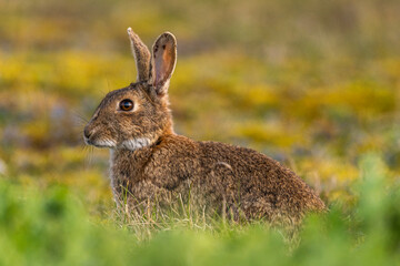 Lapin de garenne ou Lapin commun (Oryctolagus cuniculus)