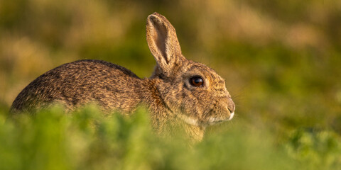 Lapin de garenne ou Lapin commun (Oryctolagus cuniculus)