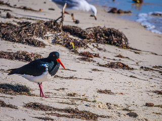 Pied Oyster Catcher On Beach
