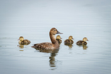 A common female pochard swims with cute small ducklings. A female pochard has a brown head and body and a narrower grey bill-band.