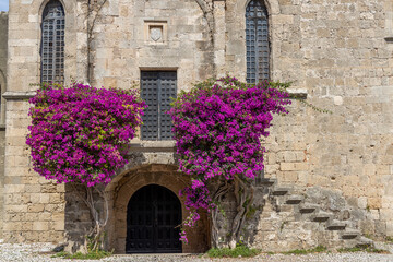 Two blooming trees with purple flowers by stone wall and doorway in old town Rhodes, Greece