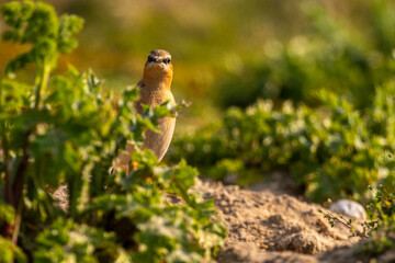 Traquet motteux (Oenanthe oenanthe - Northern Wheatear)