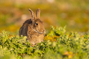 Lapin de garenne ou Lapin commun (Oryctolagus cuniculus)
