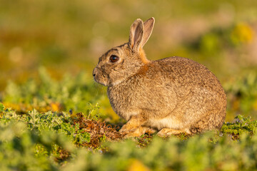 Lapin de garenne ou Lapin commun (Oryctolagus cuniculus)