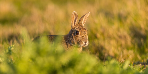Lapin de garenne ou Lapin commun (Oryctolagus cuniculus)