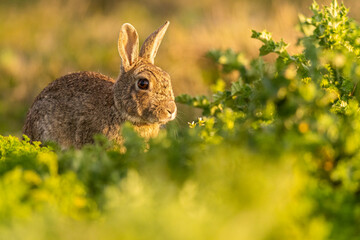 Lapin de garenne ou Lapin commun (Oryctolagus cuniculus)