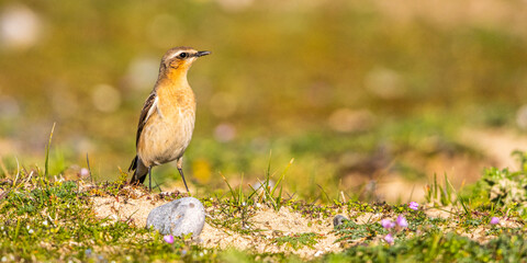 Traquet motteux (Oenanthe oenanthe - Northern Wheatear)
