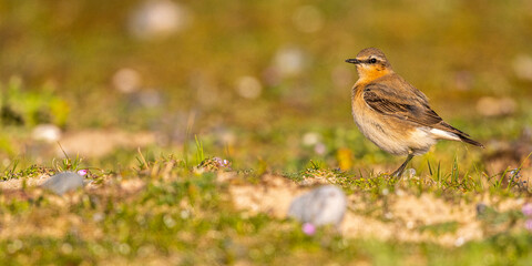 Traquet motteux (Oenanthe oenanthe - Northern Wheatear)