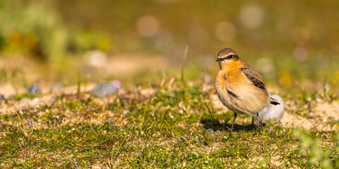 Traquet motteux (Oenanthe oenanthe - Northern Wheatear)