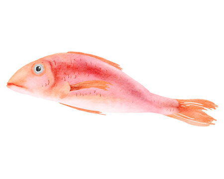 Watercolor illustration seafood fish