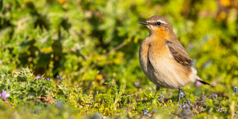 Traquet motteux (Oenanthe oenanthe - Northern Wheatear)