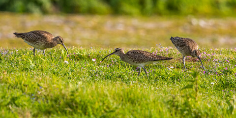 Courlis corlieu (Numenius phaeopus - Eurasian Whimbrel)