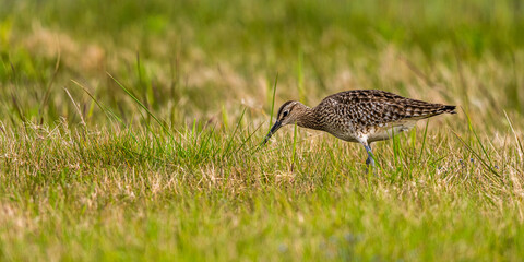 Courlis corlieu (Numenius phaeopus - Eurasian Whimbrel)