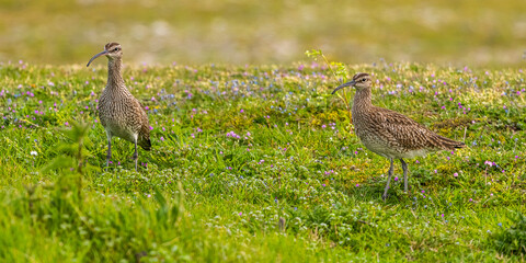Courlis corlieu (Numenius phaeopus - Eurasian Whimbrel)