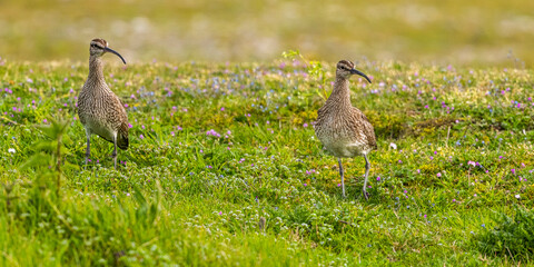 Courlis corlieu (Numenius phaeopus - Eurasian Whimbrel)