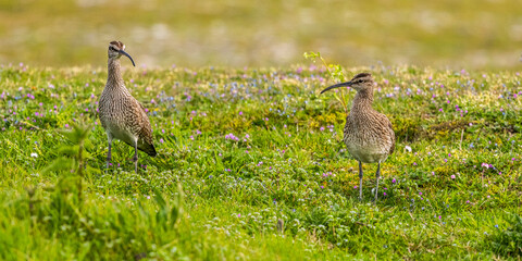 Courlis corlieu (Numenius phaeopus - Eurasian Whimbrel)