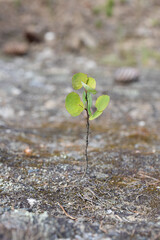 Young seedling growing on the ground in early spring.