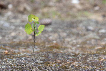 Young sprout on the ground in the spring