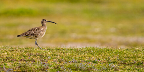 Courlis corlieu (Numenius phaeopus - Eurasian Whimbrel)