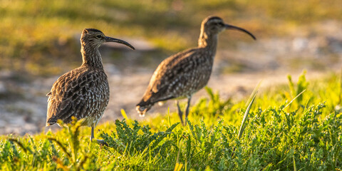 Courlis corlieu (Numenius phaeopus - Eurasian Whimbrel)